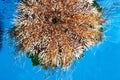 Priest-Hat Urchin or Short Spine Urchin, tripneustes gratilla, South Africa Royalty Free Stock Photo