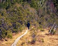 Alone priest walks on narrow boardwalk in moor landscape at spring