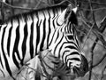 Prifile close-up shot of wild zebra in black and white, Etosha National Park, Namibia, Africa Royalty Free Stock Photo