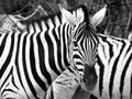 Prifile close-up shot of wild zebra in black and white, Etosha National Park, Namibia, Africa Royalty Free Stock Photo