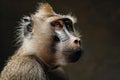 Primal Medieval monkey baboon shot. Generate Ai