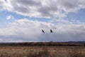 Sandhill Cranes over Bosque Grain