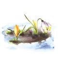 Primary flowers yellow crocuses snowdrops sprouting through the snow Watercolor painted illustration Royalty Free Stock Photo