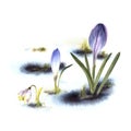 Primary flowers yellow crocuses snowdrops sprouting through the snow Watercolor painted illustration Royalty Free Stock Photo