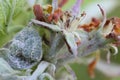 Primary infection of powdery mildew (Podosphaera leucotricha) on apple leaves and flowers Royalty Free Stock Photo