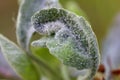 Primary infection of powdery mildew (Podosphaera leucotricha) on apple leaves and flowers Royalty Free Stock Photo