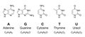 Primary nucleobases, chemical formulas and skeletal structures