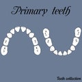 Primary teeth Chewing surface