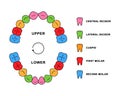 Primary teeth dentition anatomy with descriptions. Child jaw parts - central incisor, lateral incisor, cuspid, first