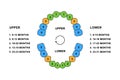 Primary tooth arrival chart. Child teeth dentition anatomy colored illustration. Upper and lower jaw. Child teeth