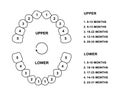 Primary tooth arrival chart. Child teeth dentition anatomy. Primary upper and lower jaw vector illustration. Child teeth