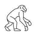 primate ancestors human evolution line icon illustration