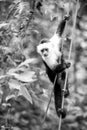 Primate animal hanging on cable in rainforest of Honduras