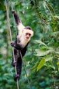 Primate animal hanging on cable in rainforest of Honduras Royalty Free Stock Photo