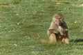 Primate baboon portrait looking at the camera in a natural environment. Scientific name is Papio hamadryas