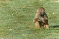 Primate baboon portrait looking left in a natural environment. Scientific name is Papio hamadryas