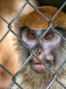 Primate Patas Monkey Face