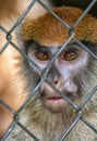 Primate Patas Monkey Face