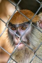 Primate Patas Monkey Face