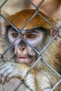 Primate Patas Monkey Face