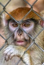 Primate Patas Monkey Face