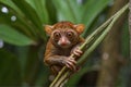 Primate Tarsier at Tarsier visitor center