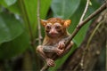 Primate Tarsier at Tarsier visitor center