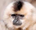 Primate Yellow-cheeked gibbon, Nomascus gabriellae