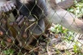 Primate at ZSL London Zoo, UK. The monkey grasps the wire of the cage and leans against it, appearing to be asleep. Royalty Free Stock Photo