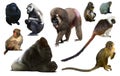 primates isolated on white Royalty Free Stock Photo