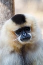 Primatte Yellow-cheeked gibbon Nomascus gabriellae