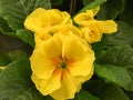 Primerose - Primula flower heads yellow