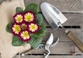 Primerose with trowel, gardenshears on wooden background