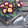 Primerose with trowel, gardenshears on wooden background