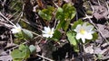 Primerose white wildflowers on the ground