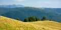 primeval beech forest on the mountain meadow Royalty Free Stock Photo