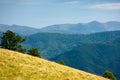 Primeval beech forest on the mountain meadow