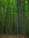 primeval beech forest in summer