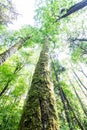 Primeval bialowieza forest, vegetation that grows without human intervention. Fallen trees and very tall trees. Trails and hiking