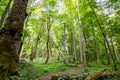 Primeval bialowieza forest, vegetation that grows without human intervention. Fallen trees and very tall trees. Trails and hiking