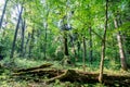 Primeval bialowieza forest, vegetation that grows without human intervention. Fallen trees and very tall trees. Trails and hiking