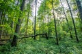 Primeval bialowieza forest, vegetation that grows without human intervention. Fallen trees and very tall trees. Trails and hiking