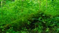 Primeval bialowieza forest, vegetation that grows without human intervention. Fallen trees and very tall trees.