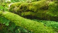 Primeval bialowieza forest, vegetation that grows without human intervention. Fallen trees and very tall trees.