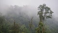 The Primeval Cloud Forest Of Mashpi Under The Misty Weather In Ecuador. -wide sh