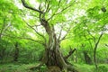 Primeval forest of Chestnut tree Royalty Free Stock Photo