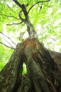 Primeval forest of Chestnut tree Royalty Free Stock Photo