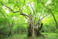 Primeval forest of Chestnut tree Royalty Free Stock Photo