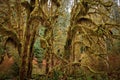 Primeval forest cover above Olypmic national park, Washington state