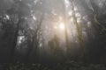 Primeval forest and dark grey fog Royalty Free Stock Photo